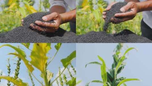 芝麻种植基地高清在线视频素材下载