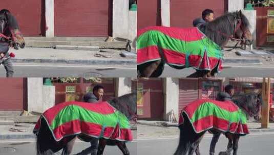 藏区街头牵着路过的马高清在线视频素材下载