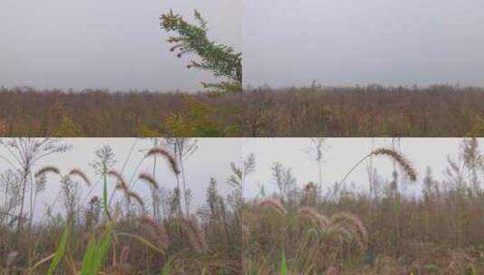 雨后狗尾巴草杂草写意杂草丛生枯草高清在线视频素材下载