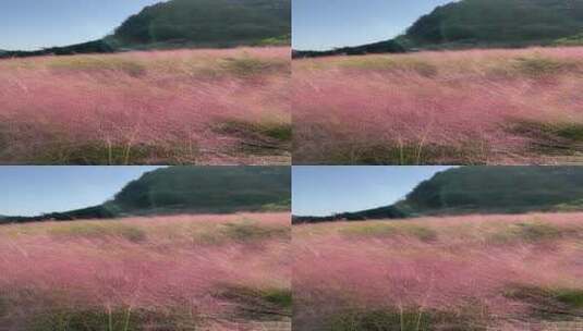 济南龙洞风景区，粉黛乱子草花海秋景迷人高清在线视频素材下载