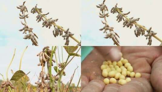 唯美意境 大豆种植黄豆特写成熟黄豆特写高清在线视频素材下载