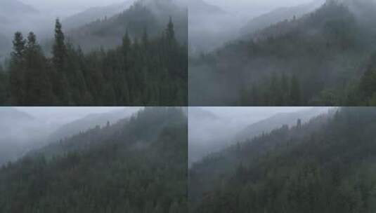航拍森林迷雾松树林秋季雾气高清在线视频素材下载