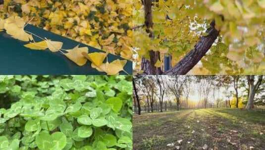 秋季公园银杏树高清在线视频素材下载