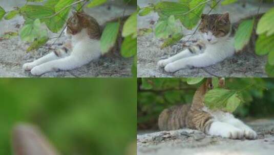 广州天河华南植物园野猫高清在线视频素材下载