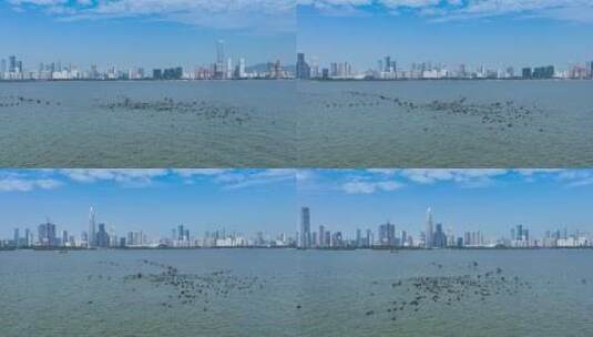 【正版4K素材】深圳湾生态航拍.2高清在线视频素材下载