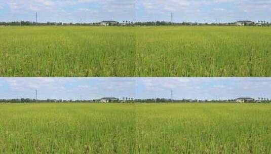 稻田里被风吹动的水稻高清在线视频素材下载