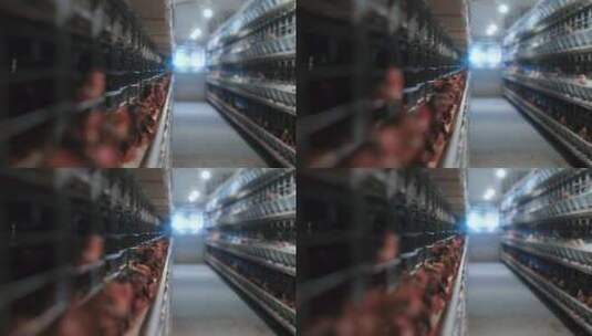 养鸡场基地产业鸡舍养殖饲养鸡蛋鸡肉高清在线视频素材下载