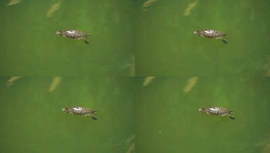 溪流潭水里的乌龟B高清在线视频素材下载
