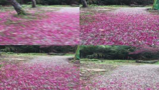 樱花园樱花盛开高清在线视频素材下载
