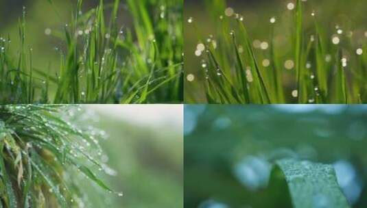 雨景树叶光影小草露水高清在线视频素材下载