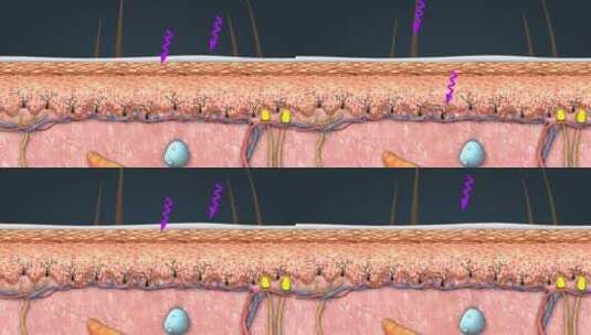 皮肤的层次皮肤冷热感觉 皮神经 三维动画高清在线视频素材下载