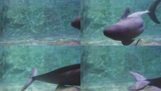 江豚水下打招呼招手可爱动作游动高清在线视频素材下载