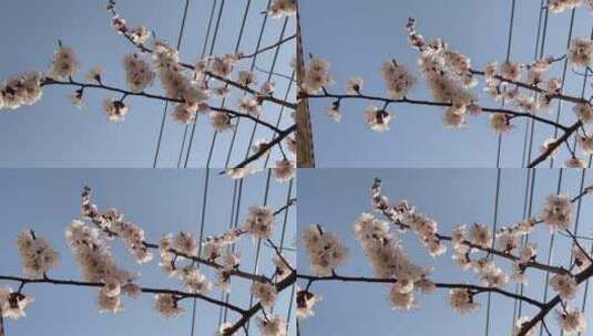 春天盛开的花朵微距高清在线视频素材下载