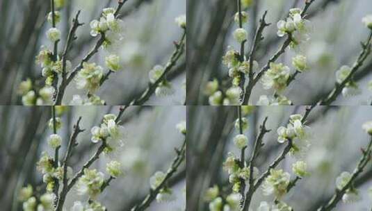 春天梅花盛开 梅园 春天到了高清在线视频素材下载