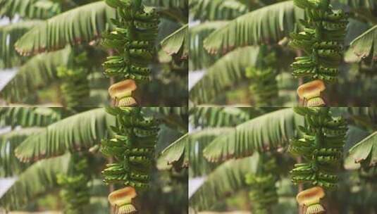 香蕉树香蕉园高清在线视频素材下载