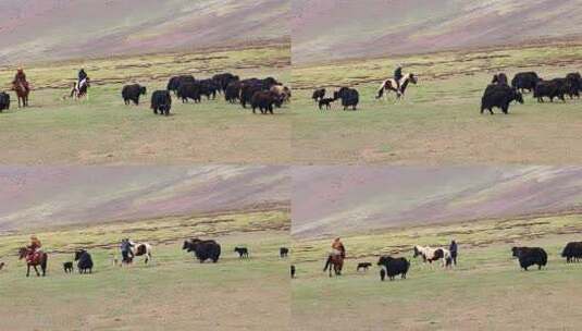 青藏高原 高海拔 牧场 放牧 牦牛群高清在线视频素材下载