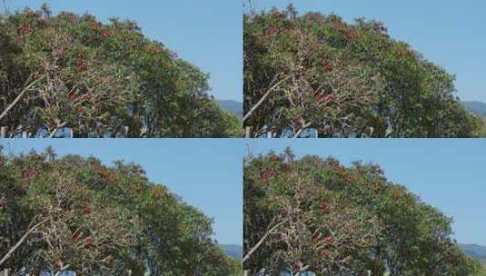 春天红色的大树杜鹃高清在线视频素材下载