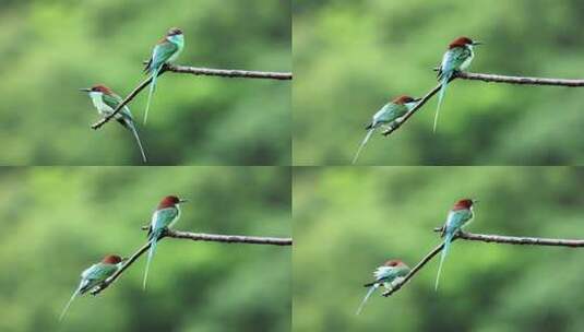 蓝喉蜂虎是中国最美丽的小鸟高清在线视频素材下载