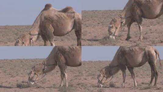 Y1内蒙古乌兰察布四子王旗骆驼吃草3高清在线视频素材下载