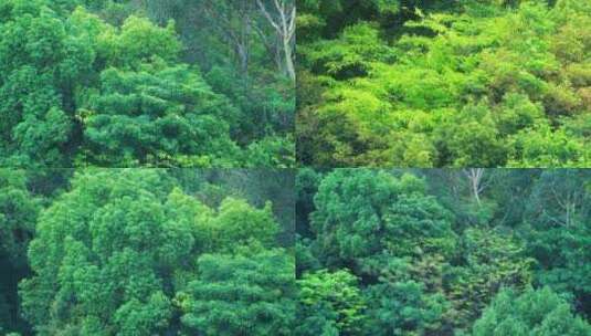 风吹树林8组森林风吹树叶特写自然景观风景高清在线视频素材下载
