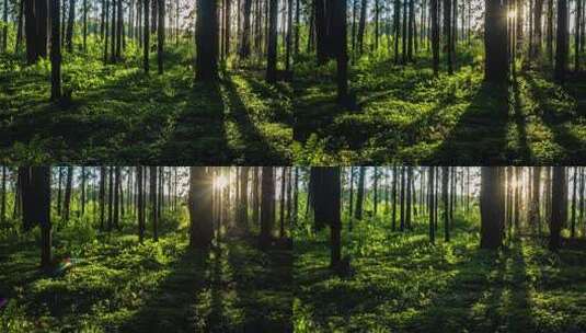 落日阳光中的森林。高清在线视频素材下载