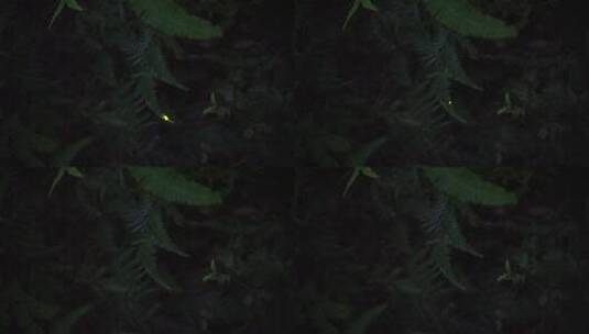 广州白云山里出现萤火虫高清在线视频素材下载