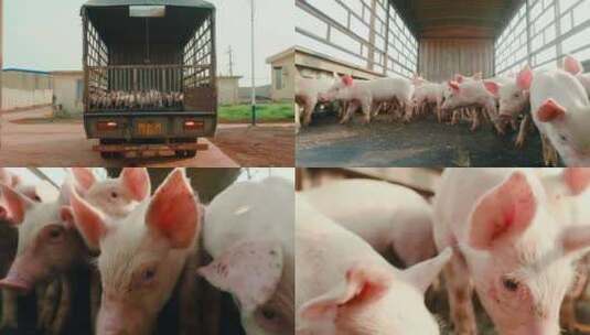 4K 小猪进口猪 野猪 养殖 养猪 白猪 猪肉高清在线视频素材下载