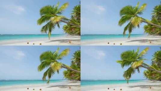 海边椰子树高清在线视频素材下载
