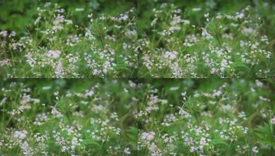 草原野花特写高清在线视频素材下载