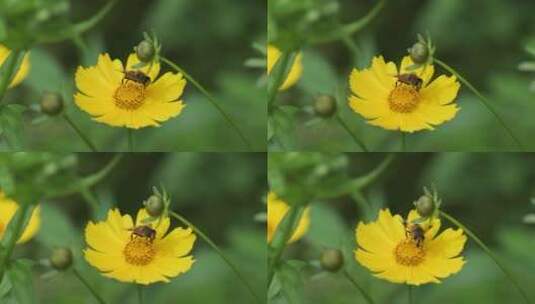 夏天的蜜蜂和野花微距特写镜头高清在线视频素材下载