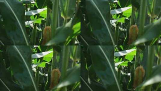 绿色玉米玉米在农业玉米高清在线视频素材下载