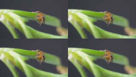 白天藏在高草中的红色小蜘蛛特写镜头-静态拍摄高清在线视频素材下载