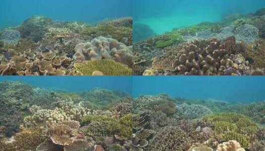 海底各色各样的珊瑚高清在线视频素材下载