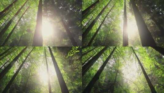 在森林里阳光透过树丛阳光明媚高清在线视频素材下载