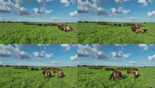 夏日草地马群高清在线视频素材下载