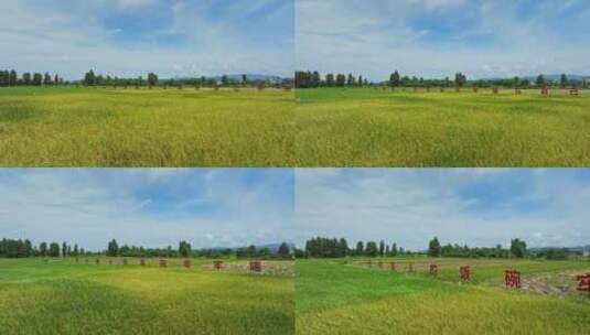 4k江门台山农业标语稻子丰收生产高清在线视频素材下载