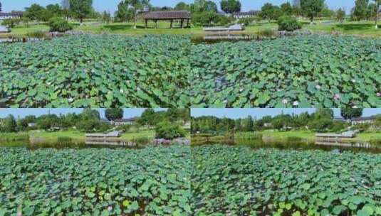 荷塘荷花池高清在线视频素材下载