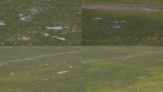 C西藏那曲大草原4K实拍视频高清在线视频素材下载