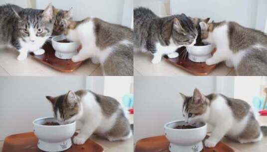吃猫粮的猫咪高清在线视频素材下载