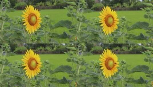 太阳下的向日葵 被风摇曳高清在线视频素材下载
