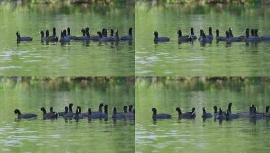 一群骨顶鸡游在湖泊上高清在线视频素材下载