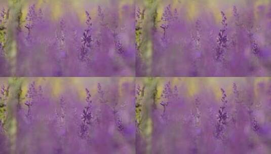 紫色的薰衣草高清在线视频素材下载