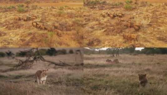 【合集】 非洲草原上的野生动物高清在线视频素材下载