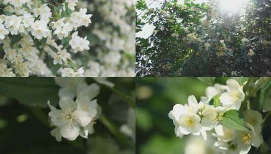 【合集】白色茉莉花春天开花花卉植物高清在线视频素材下载