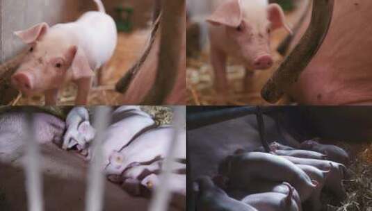【合集】现代养猪厂里的猪高清在线视频素材下载