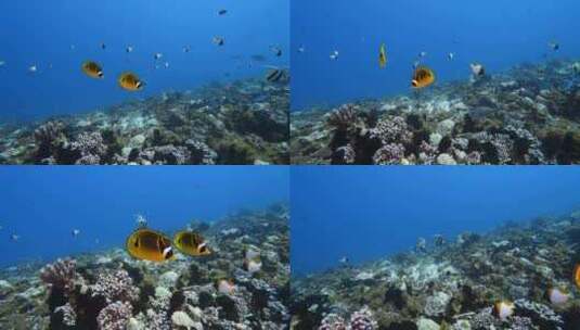 法卡环礁热带珊瑚礁上，美丽的橙色蝴蝶鱼在清澈的水中高清在线视频素材下载