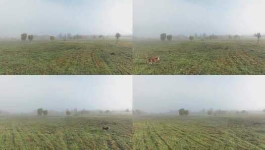 湿地晨雾牛群高清在线视频素材下载