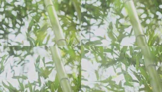 山风吹动飘逸的竹林/空镜头高清在线视频素材下载