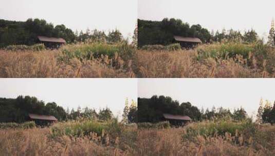 杭州良渚古城遗址公园鸽舍的芦苇高清在线视频素材下载