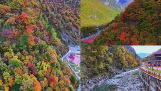 航拍 四川 阿坝州 黑水彩林 奶子沟 黑水河高清在线视频素材下载